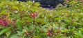 Hamelia patensÃÂ  flowers or ÃÂ firebush or hummingbird bush red flower